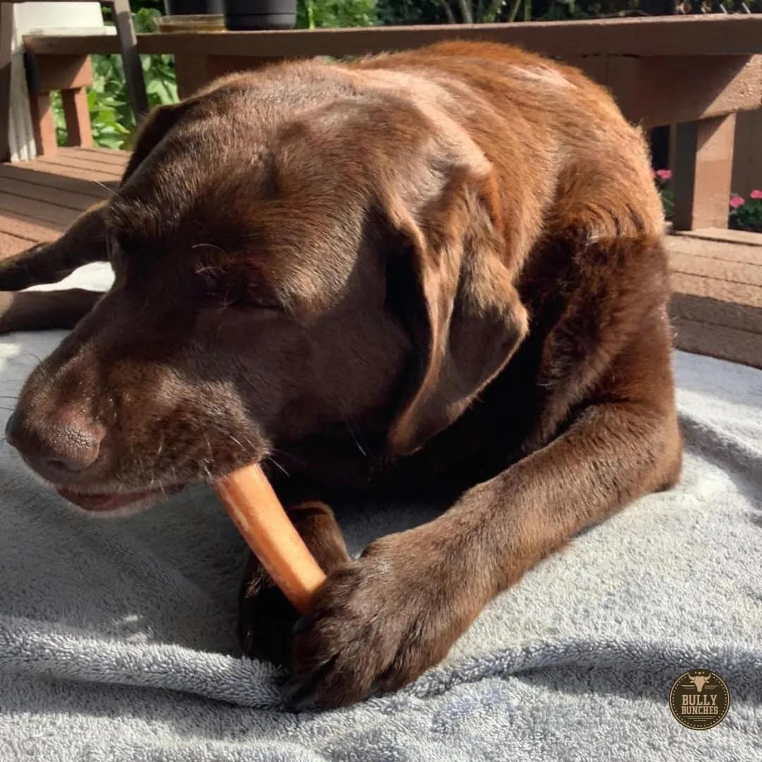 Bully Bunches Premium 6 Inch Jumbo Odor-Free Bully Sticks for Medium & Large Dogs - Long Lasting Chews for Oral Care - All Natural & Single Ingredient, 100% Beef Dog Treat, Rawhide Free (12 Pk)