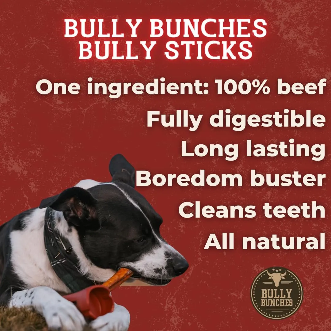 Bully Bunches Premium 6 Inch Jumbo Odor-Free Bully Sticks for Medium & Large Dogs - Long Lasting Chews for Oral Care - All Natural & Single Ingredient, 100% Beef Dog Treat, Rawhide Free (12 Pk)