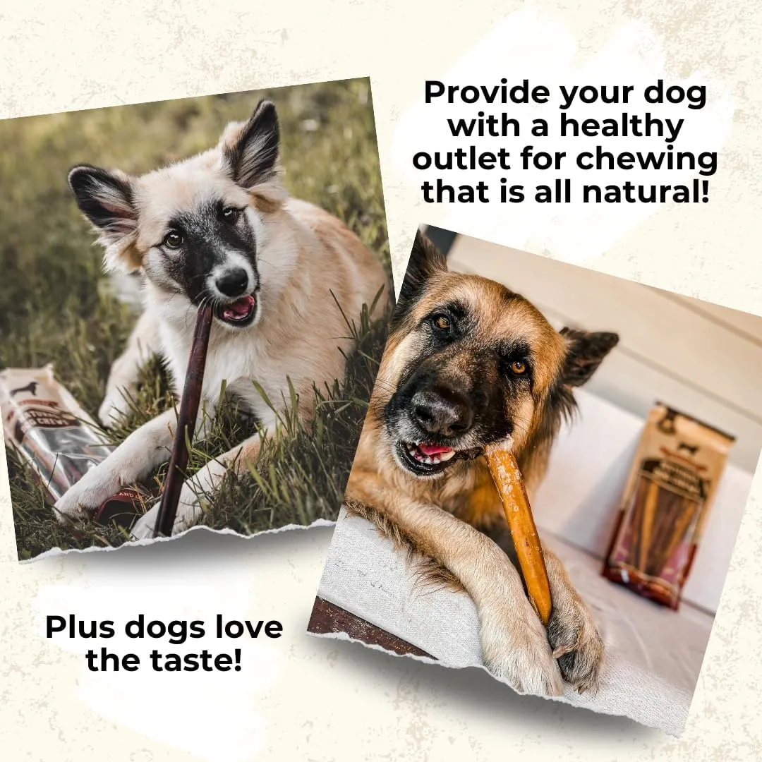 Bully Bunches Premium 6 Inch Jumbo Odor-Free Bully Sticks for Medium & Large Dogs - Long Lasting Chews for Oral Care - All Natural & Single Ingredient, 100% Beef Dog Treat, Rawhide Free (12 Pk)