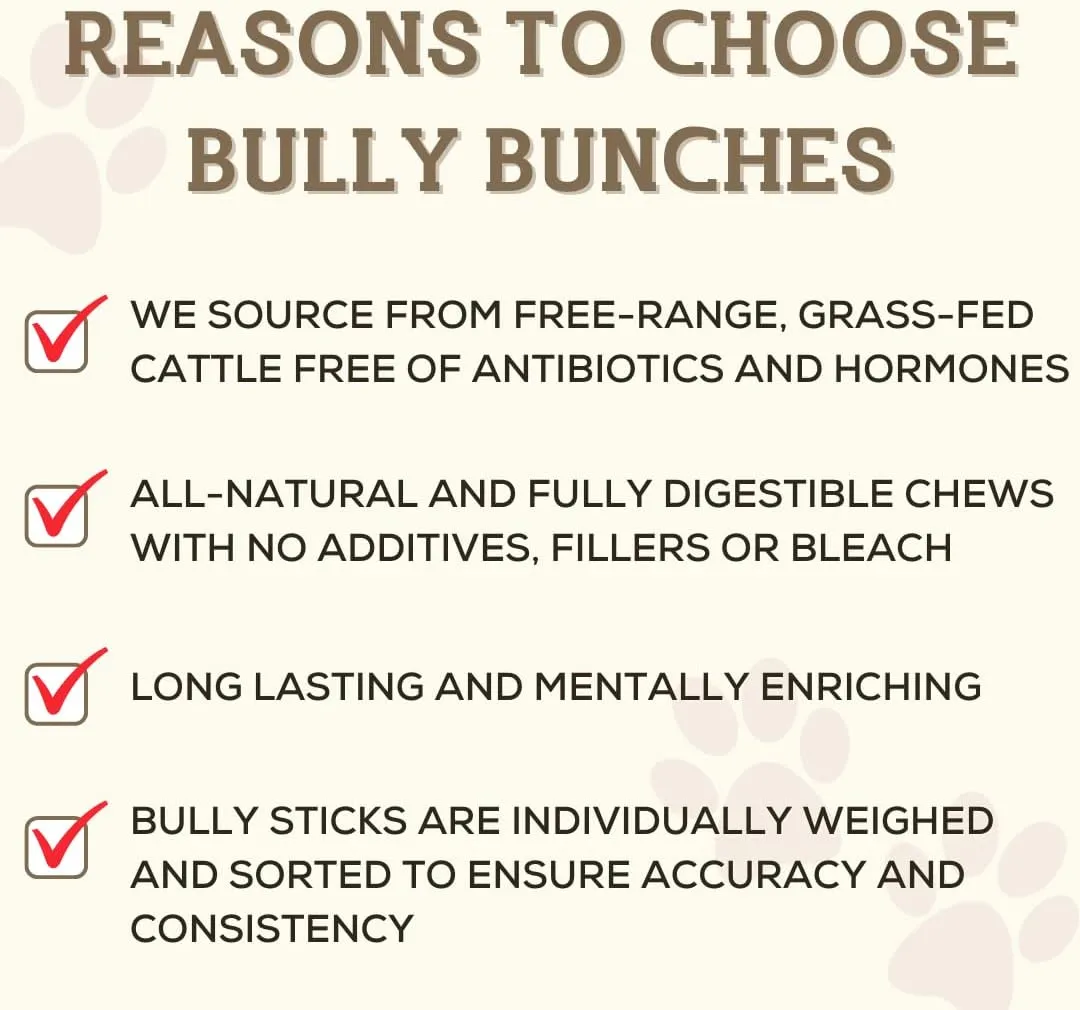 Bully Bunches Premium 6 Inch Jumbo Odor-Free Bully Sticks for Medium & Large Dogs - Long Lasting Chews for Oral Care - All Natural & Single Ingredient, 100% Beef Dog Treat, Rawhide Free (12 Pk)