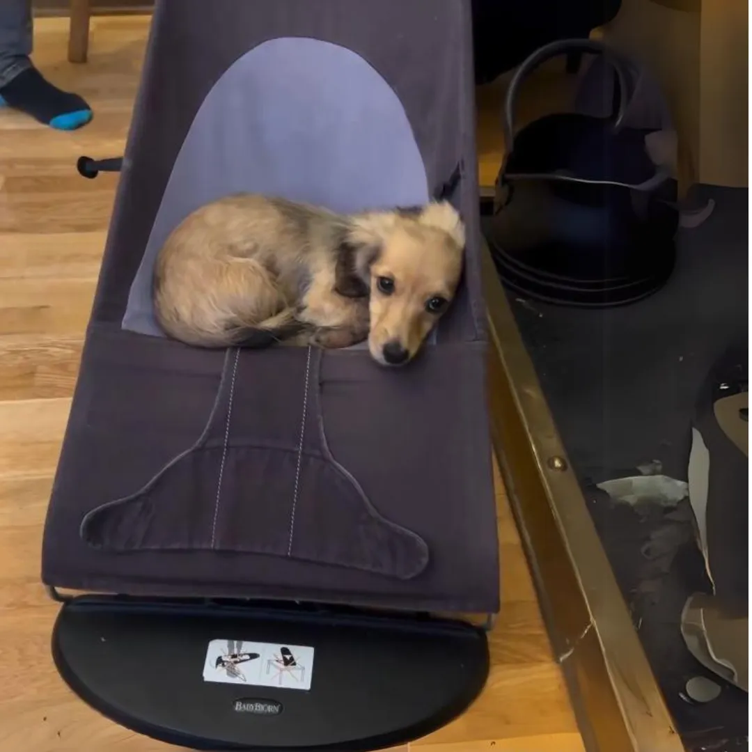 Portable Rocking Chair for Dachshund
