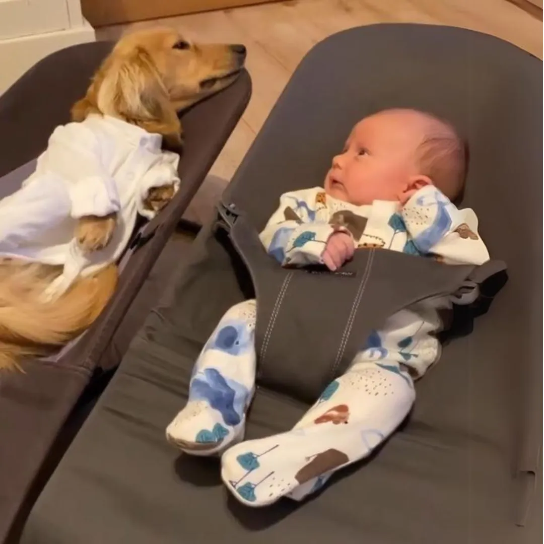 Portable Rocking Chair for Dachshund