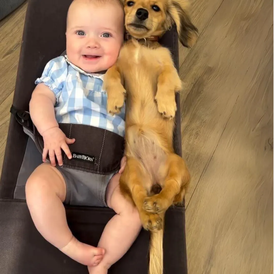 Portable Rocking Chair for Dachshund