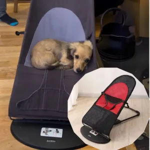 Portable Rocking Chair for Dachshund